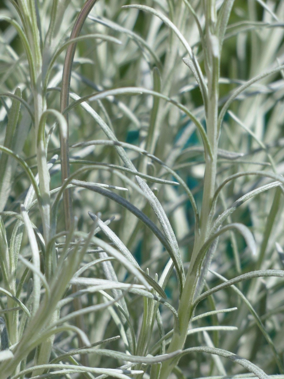 Nahaufnahme von silbrig-grünen, schmalen, länglichen Pflanzenblättern einer Italienischen Strohblume.