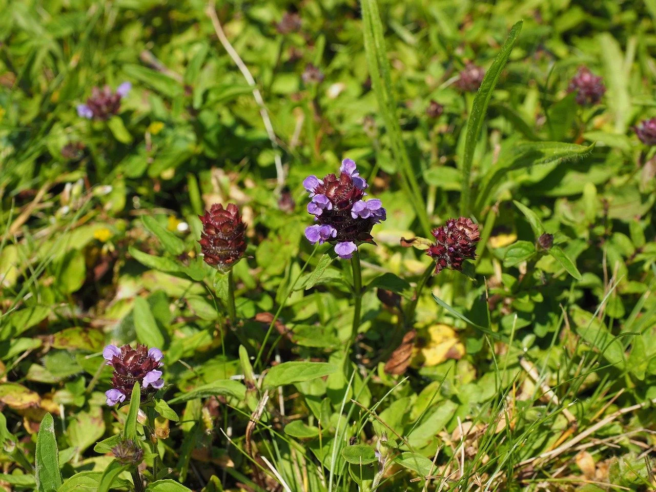 Bunte Blüten einer Prunella in einer grünen Wiese