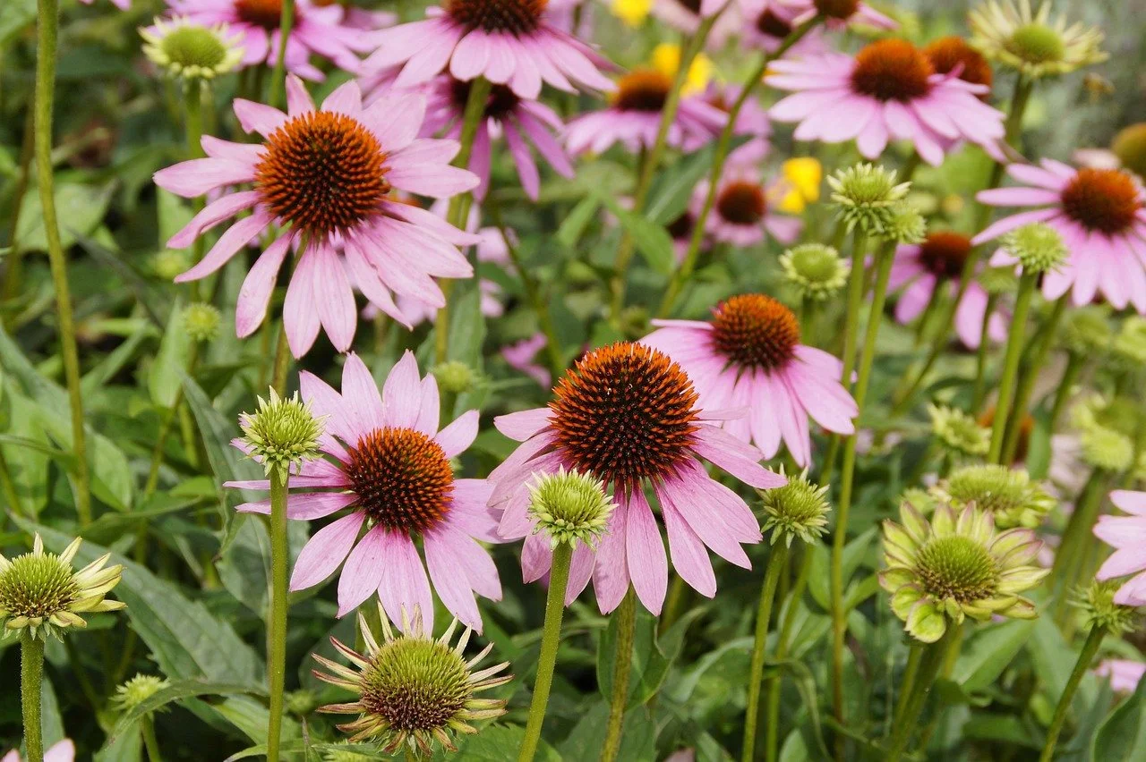 Bunte Blumenwiese mit pinken Echinacea-Pflanzen und umgekehrten braunen Spiralförmigen Zentren