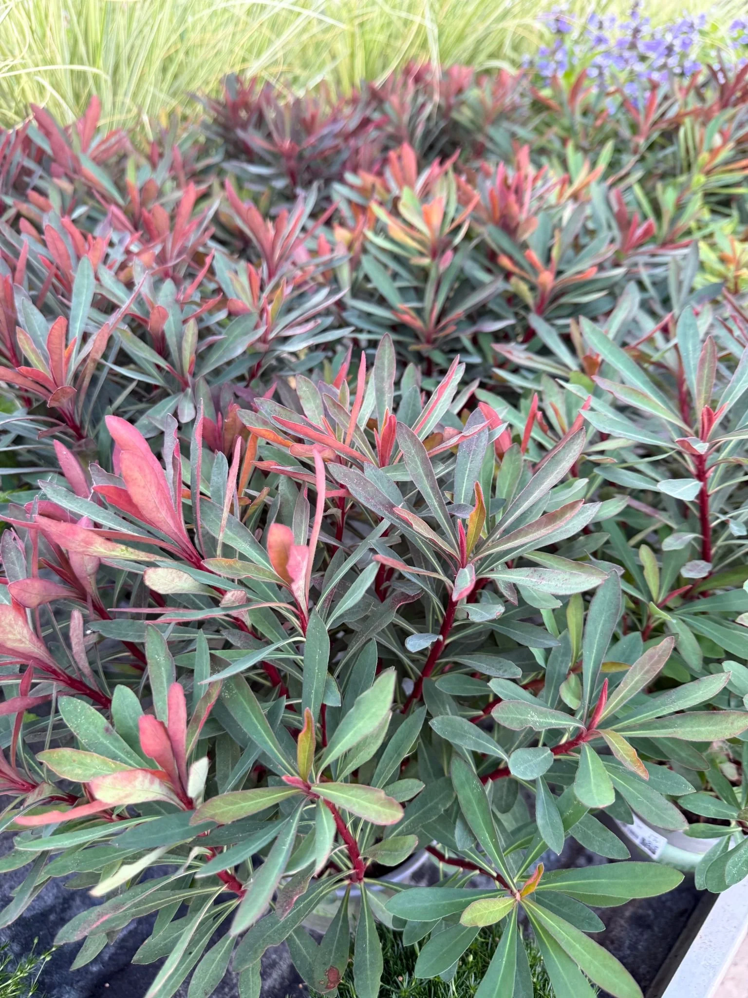 Bunt gefärbte Blätter einer Mandelblättrigen Wolfsmilch in einem Topf im Garten.