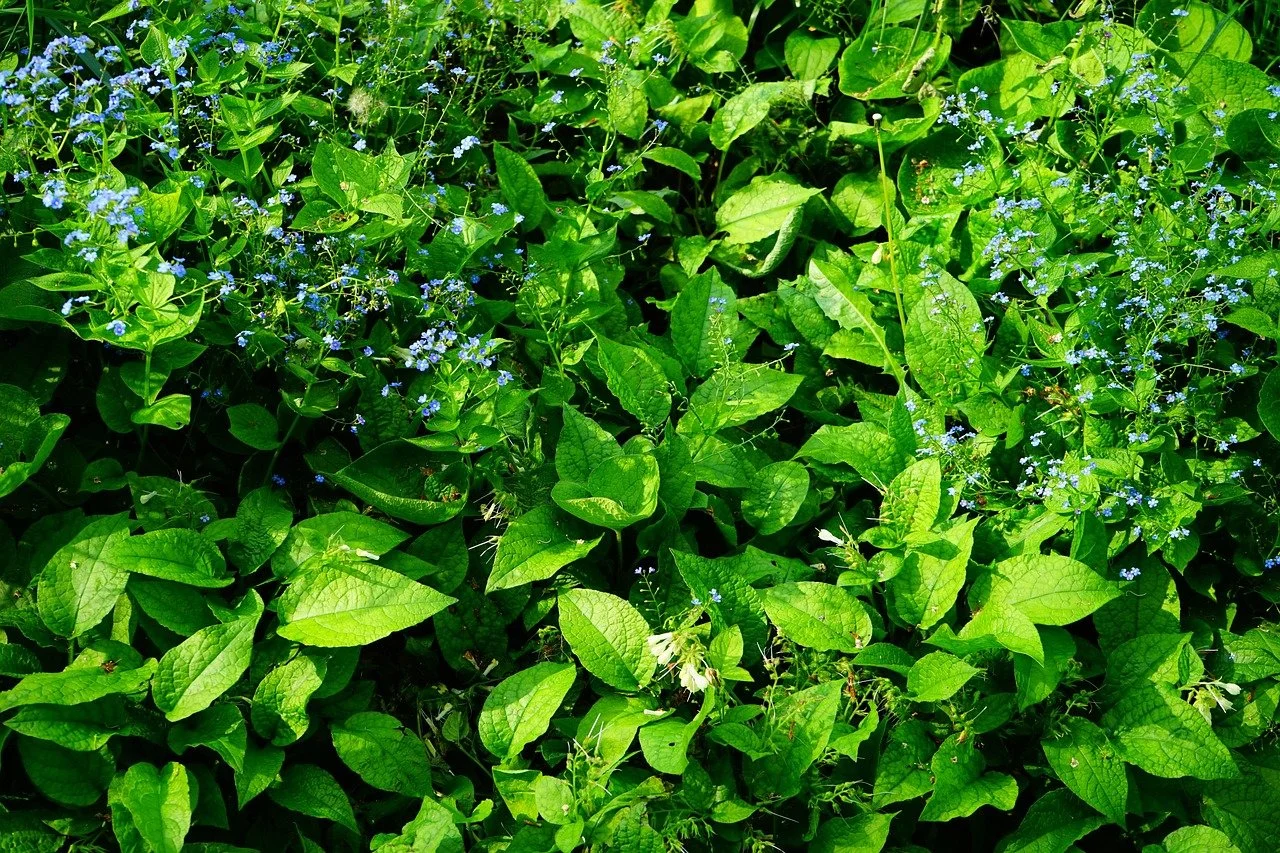 Grüne Blätter mit kleinen blauen Blüten. Zu sehen ist ein Großblättriges Kaukasus-Vergissmeinnicht