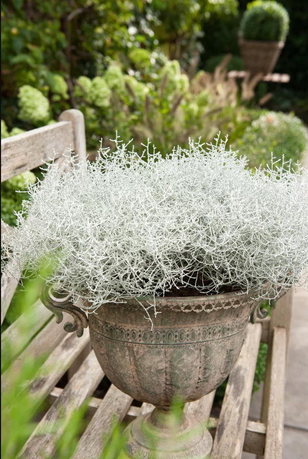 Ein antiker Pflanzentopf mit einer silbrig weißen, filzigen Pflanze, einem sogenannten Silber- oder Stacheldraht, die auf einem Gartenbank steht.