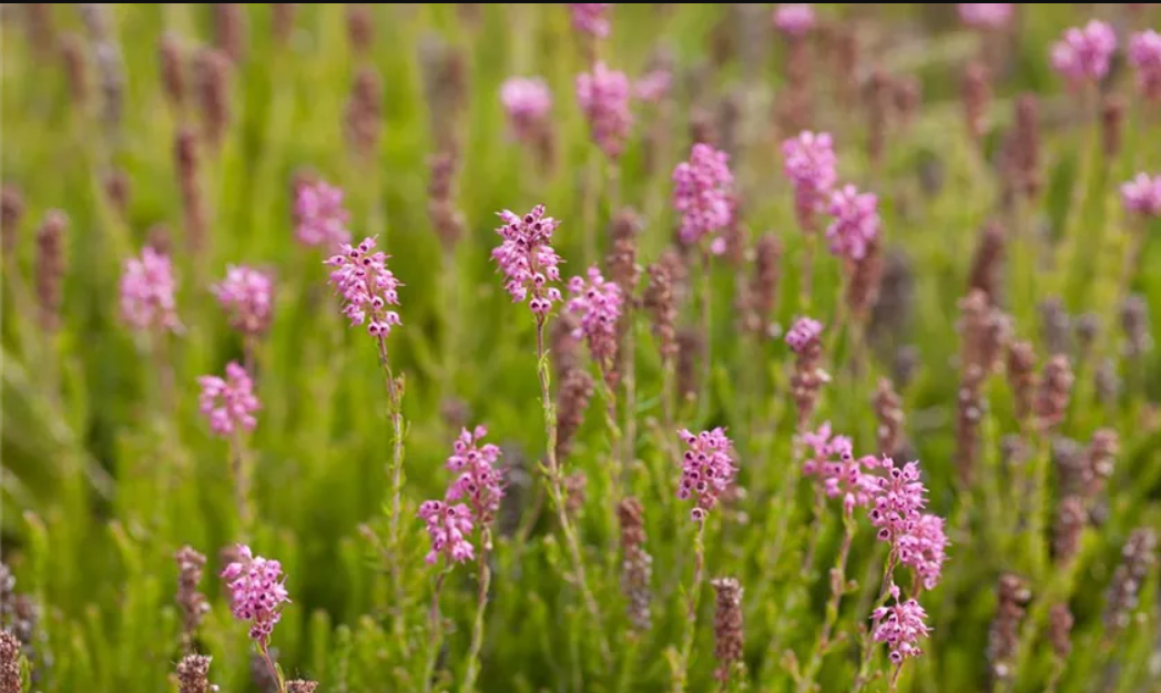 Bunte Ährenheide mit pinken Blüten