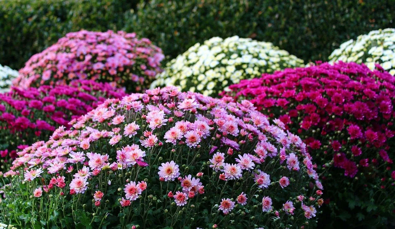 Bunte Chrysanthemen in verschiedenen Farben im Garten