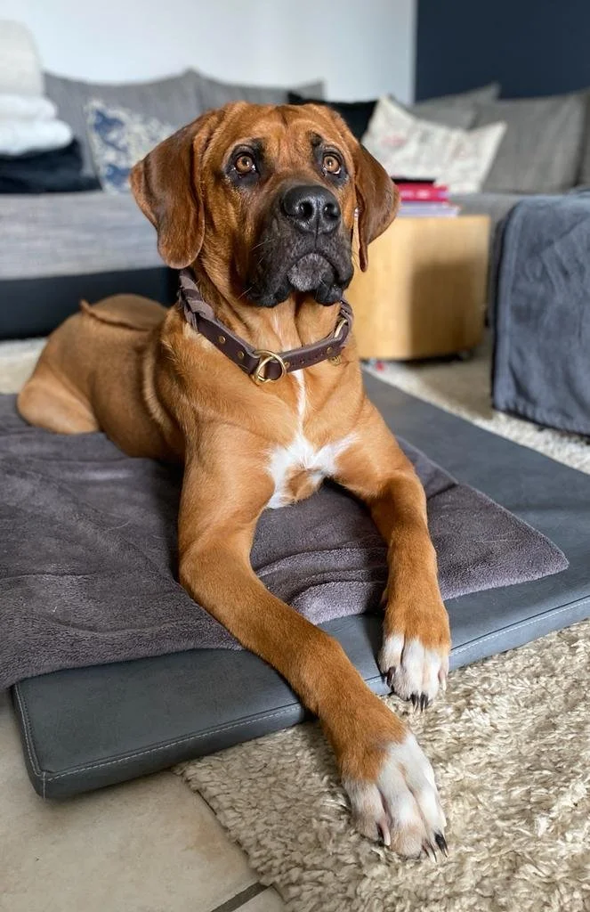 Ein brauner Hund mit schwarzen Ohren und weißen Pfoten liegt auf einem Hundebett in einem Wohnzimmer.