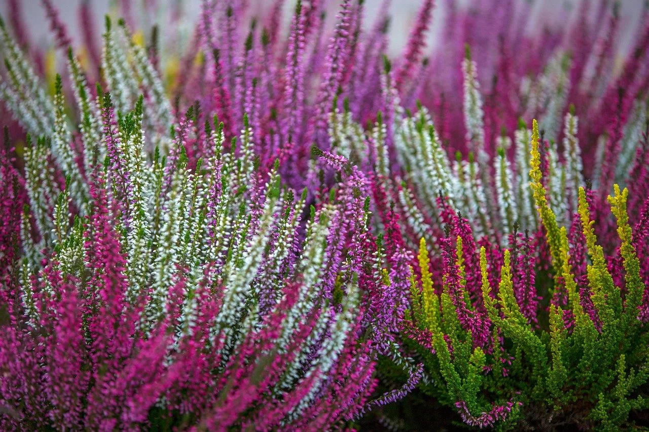 Bunte Blüten eines Calluna vulgaris in pink, weiß, lila und grün, dicht gepflanzt und ragen nach oben.