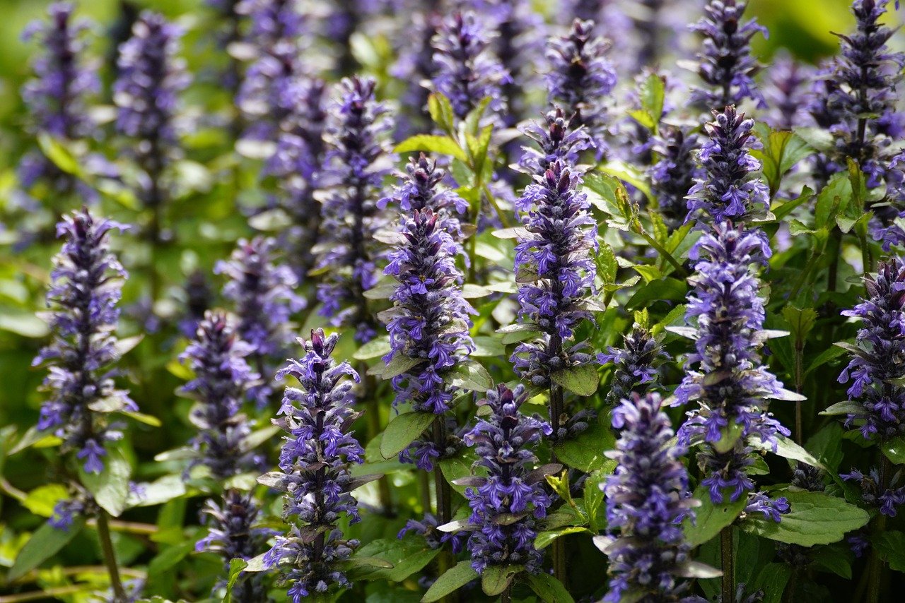 Bienen fliegen um blaue Blüten eines Ajuga reptans.