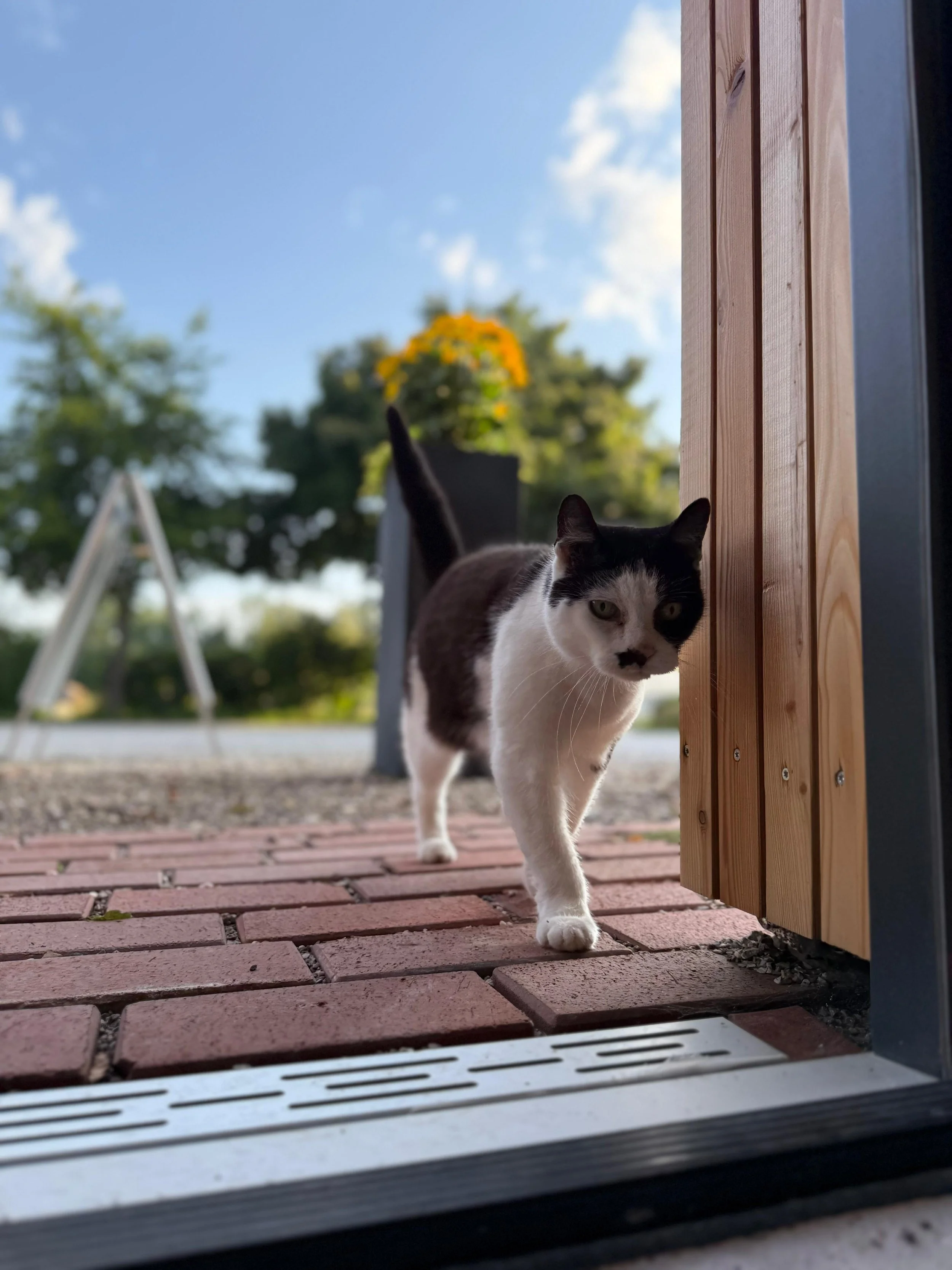 Schwarz-weiße Katze läuft durch eine offenstehende Tür aus Holz, draußen bei sonnigem Himmel und grünen Bäumen, im Vordergrund einen Türschlitz auf terrakottafarbenen Fliesen.