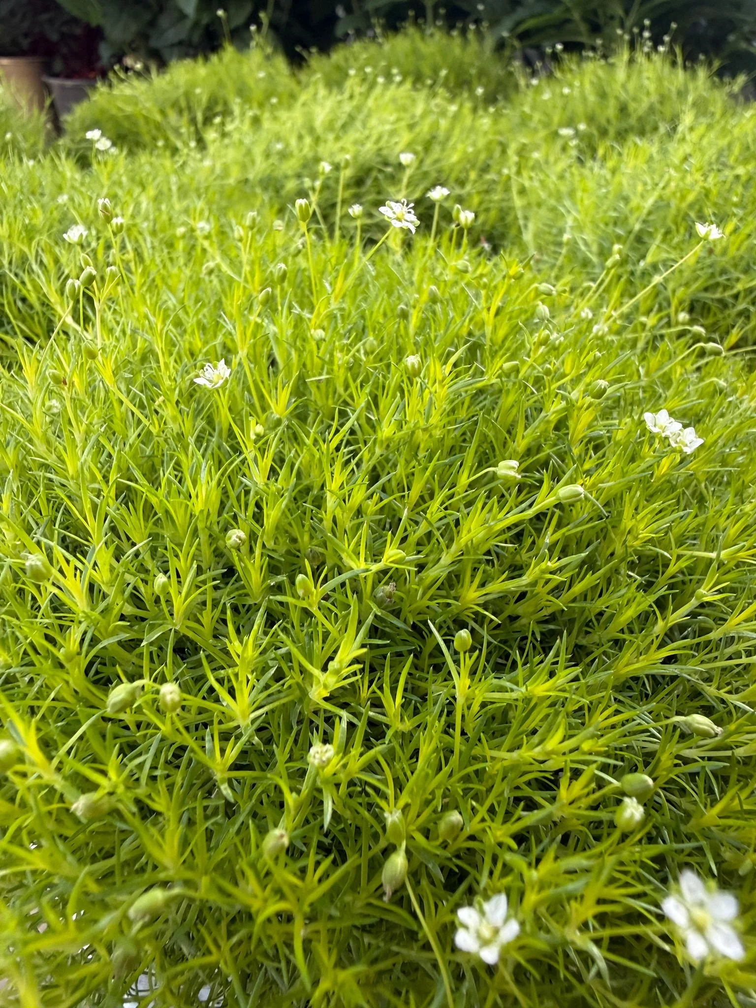 Nahaufnahme von einer dichten, grünen Pflanze mit kleinen weißen Blüten.
