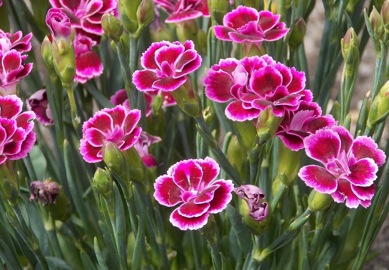 Rote und weiße Nelkenblumen in voller Blüte mit grünen Stängeln und Blättern.
