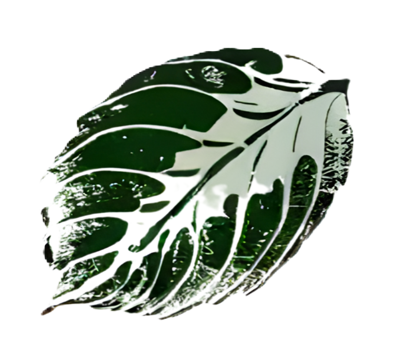 leaf2.png