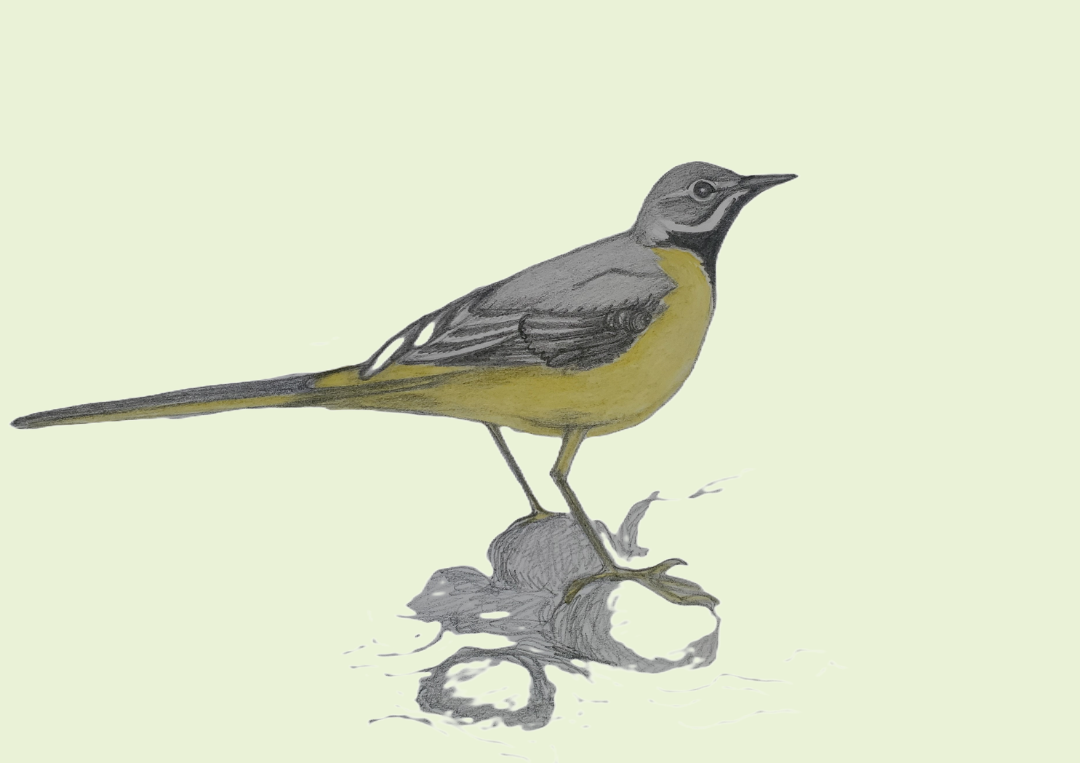 Wagtail2.png