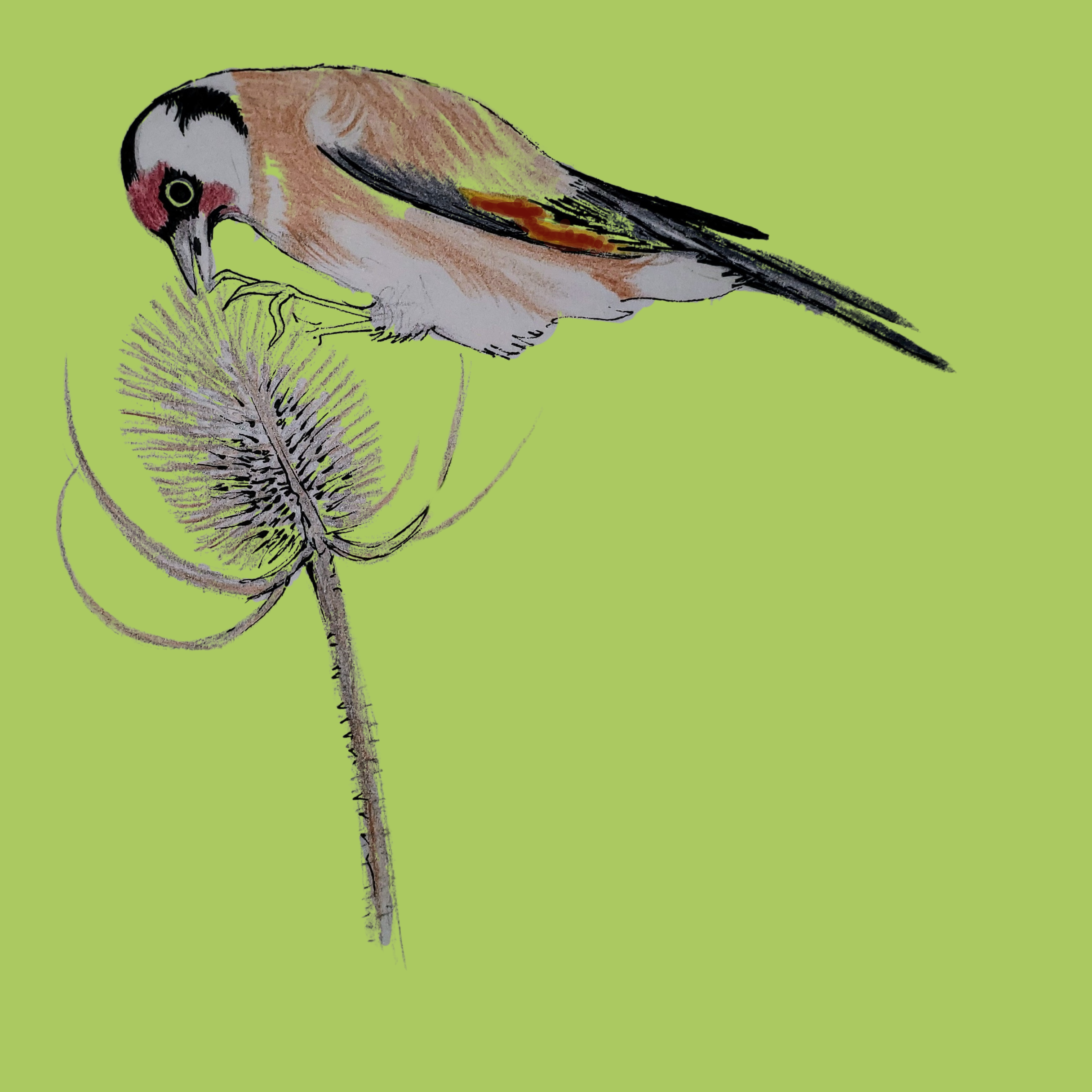 Goldfinch.png