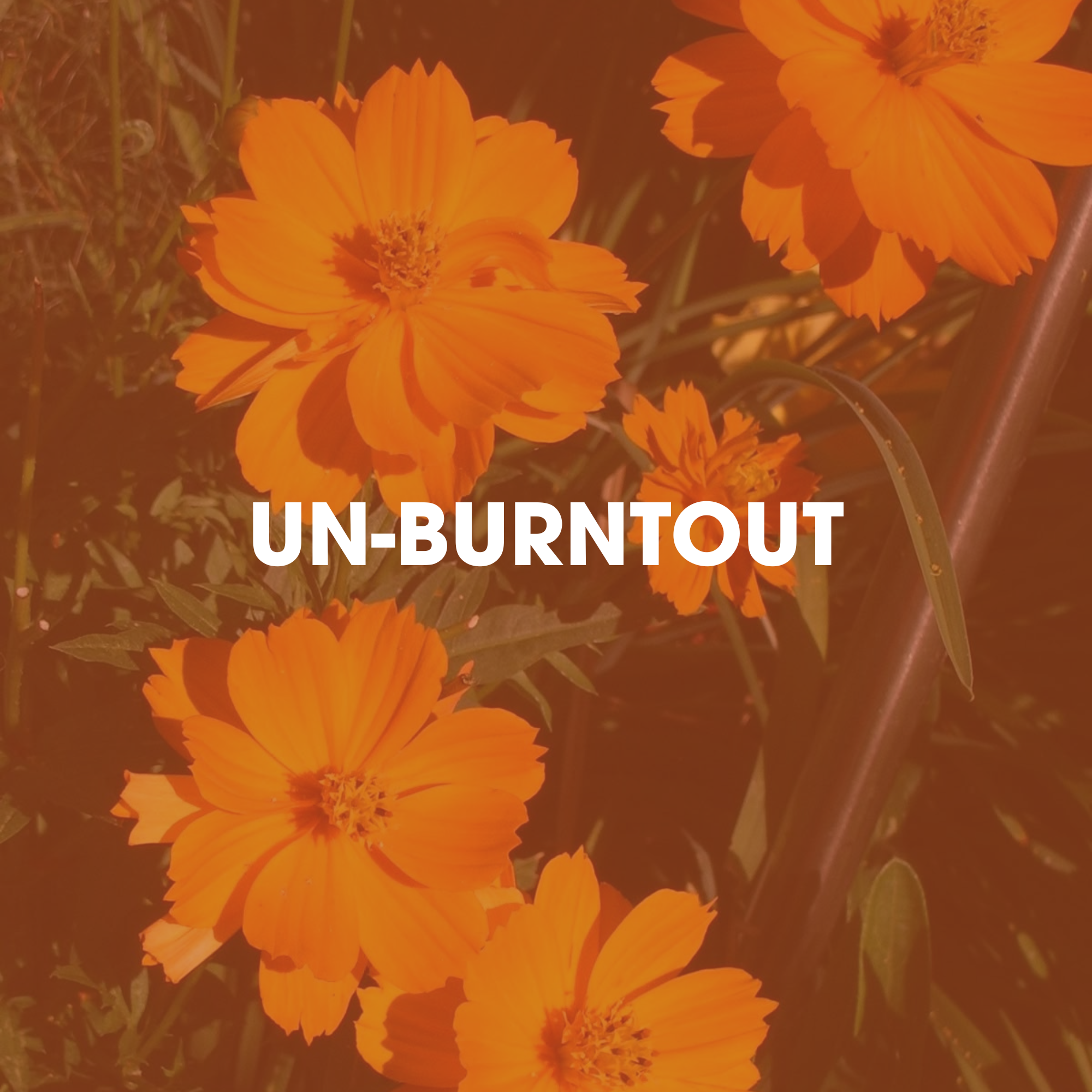 Close-up view of bright orange calendula flowers with overlapping petals, set against green foliage.