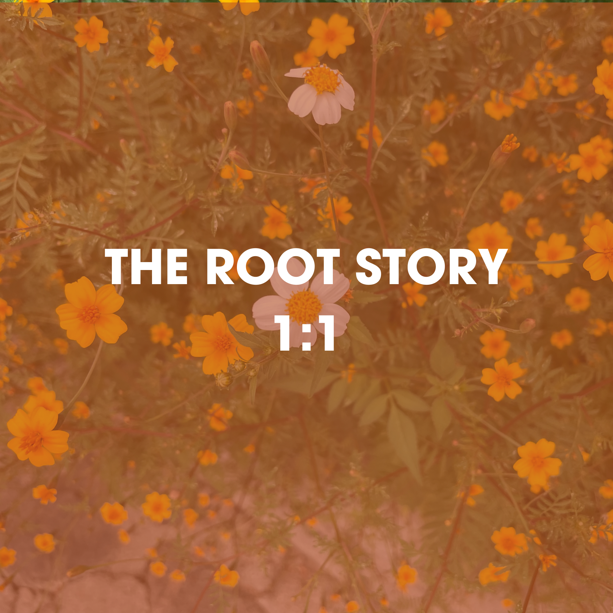 A field of orange and pink flowers with some green leaves, slightly blurred with a text overlay at the bottom reading 'THE ROOT STORY 1:1'.