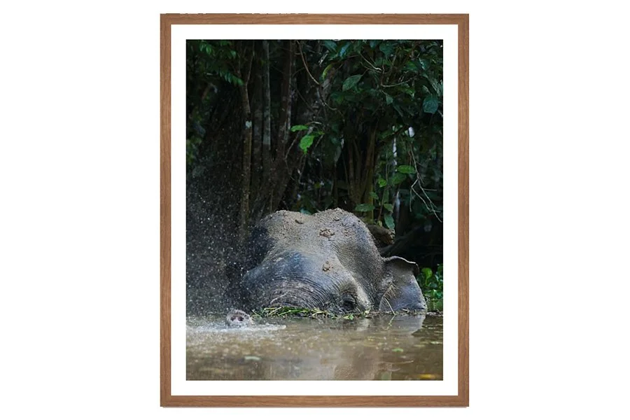 Borneo Elephant 3x2.jpg