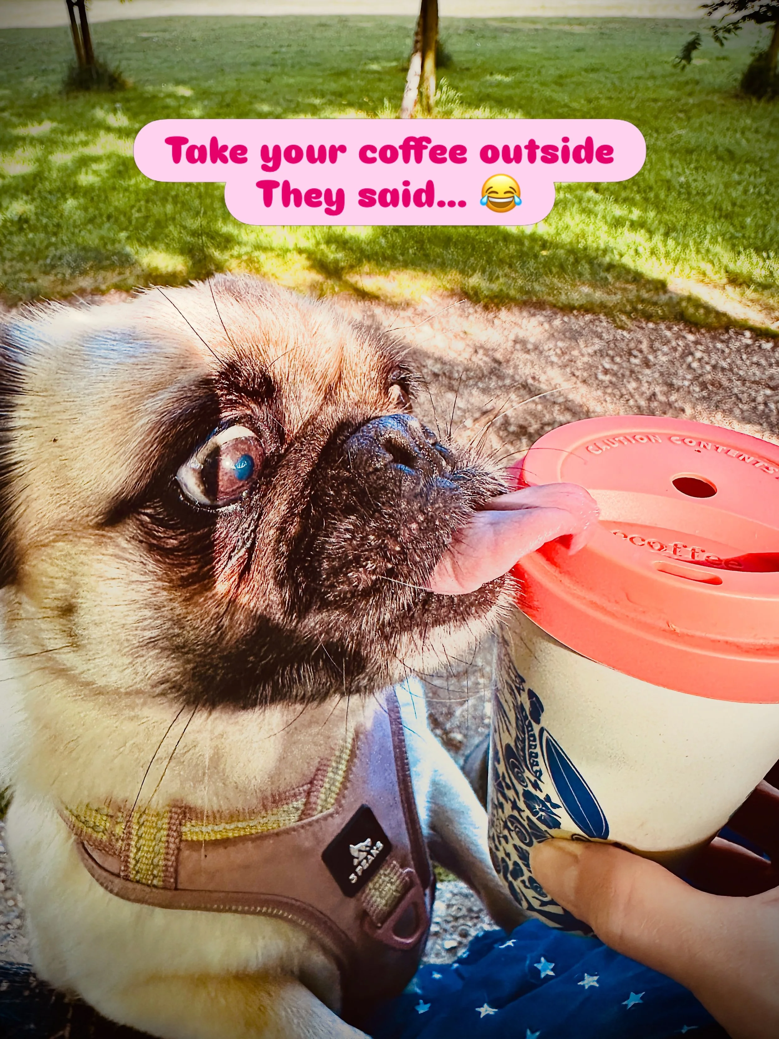 All Pug. Zero Boundaries. Pure Joy ☀️

#joyfulliving #sunnydaysahead☀️ #furfriend #smallmoments #tinyjoys