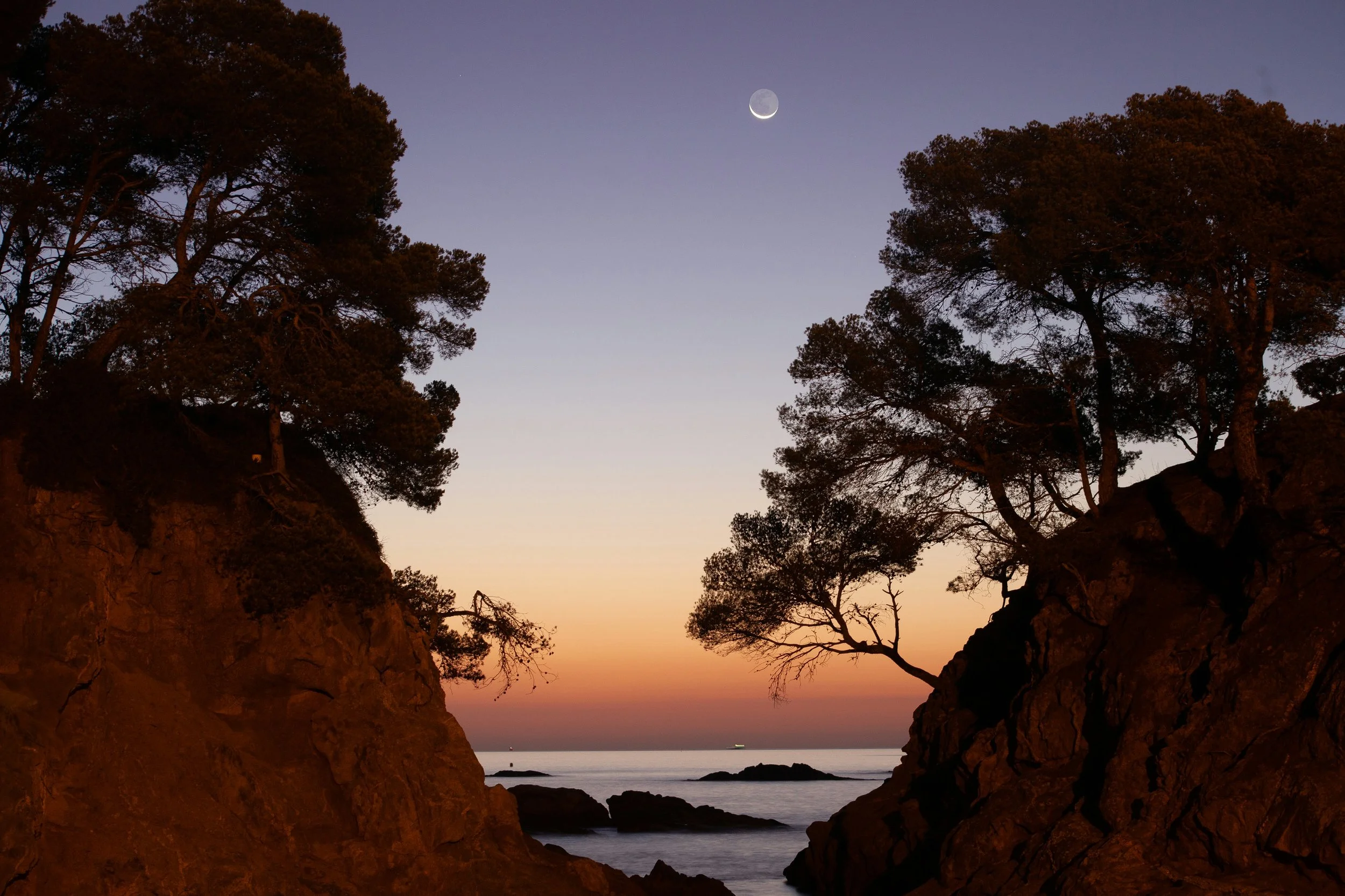 crescent moon between trees and light sky.jpg