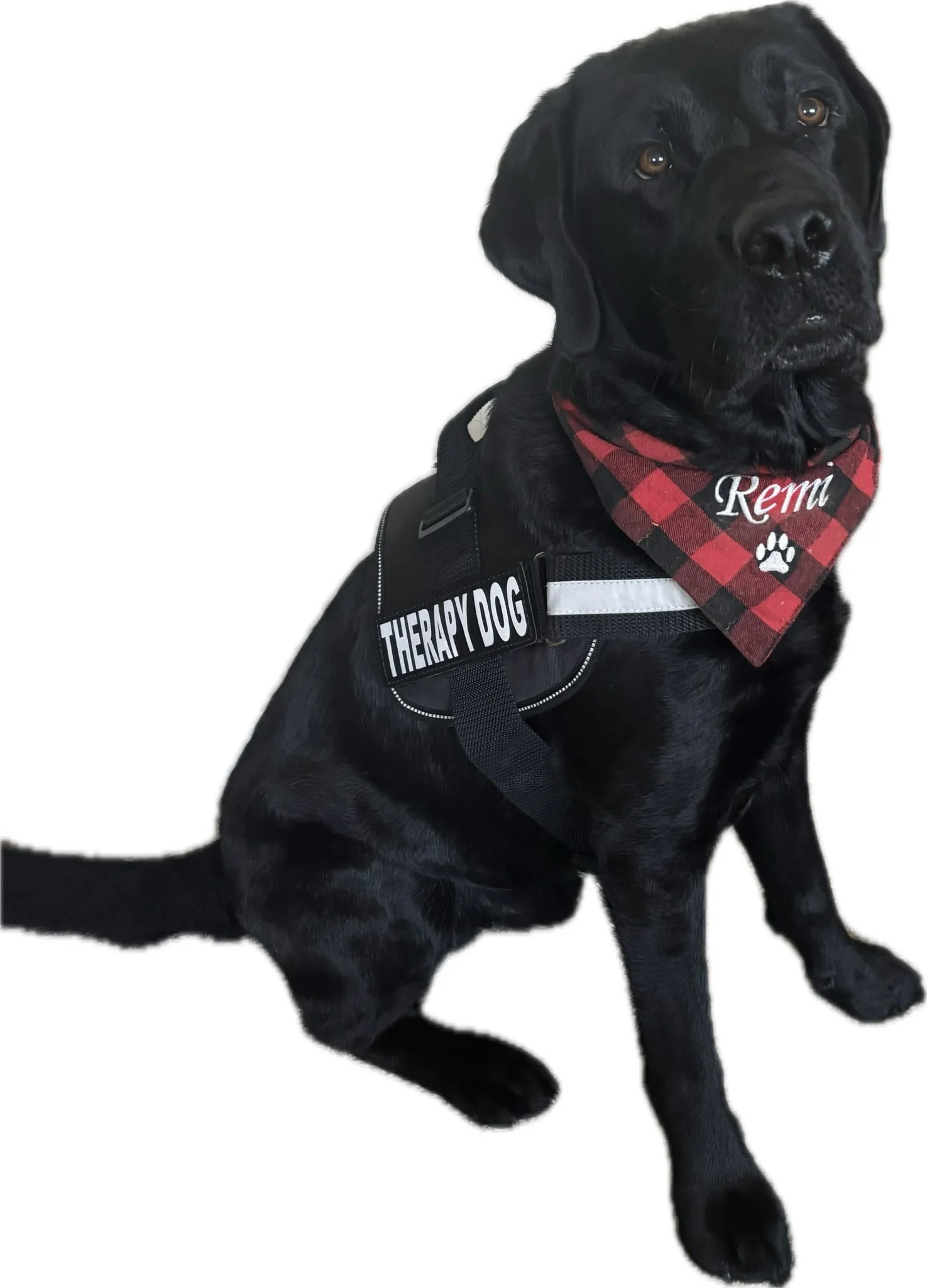Therapy Dog Perry NY