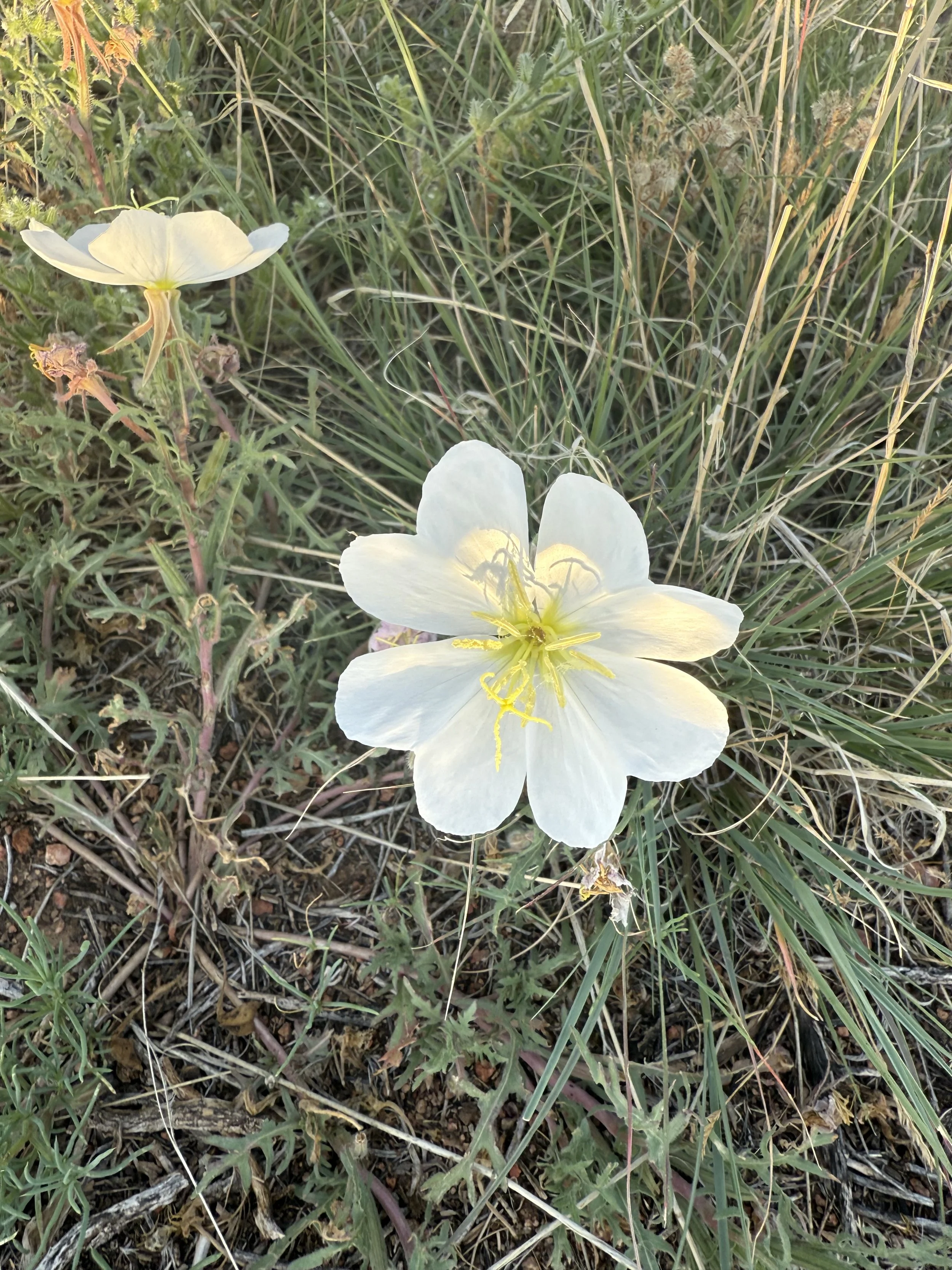 You Won’t Dig My Grave