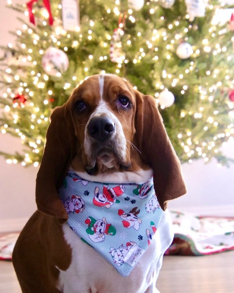 This little elf is ready to sleigh the season&mdash;one treat at a time! 🐾🎄 

Our exclusive lamb chop design was a huge hit!! We have very limited stock left in store so grab it while you can 🐑. 

Shop with us today 12-6pm 🎄🐾✨

📸 @the.basset.bu