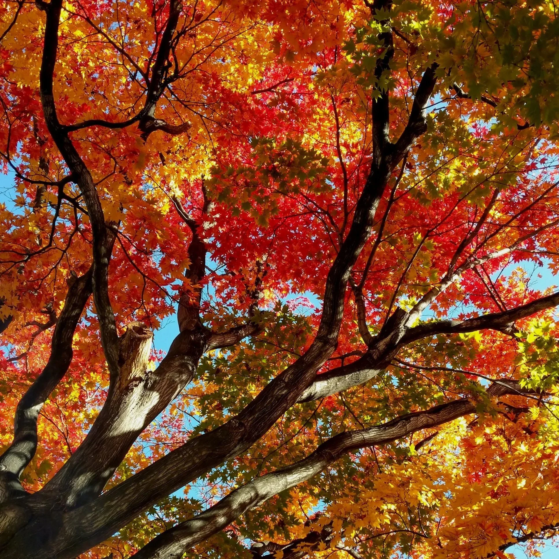 Photo of a tree in autumn with dark branches and bright gold and red leaves