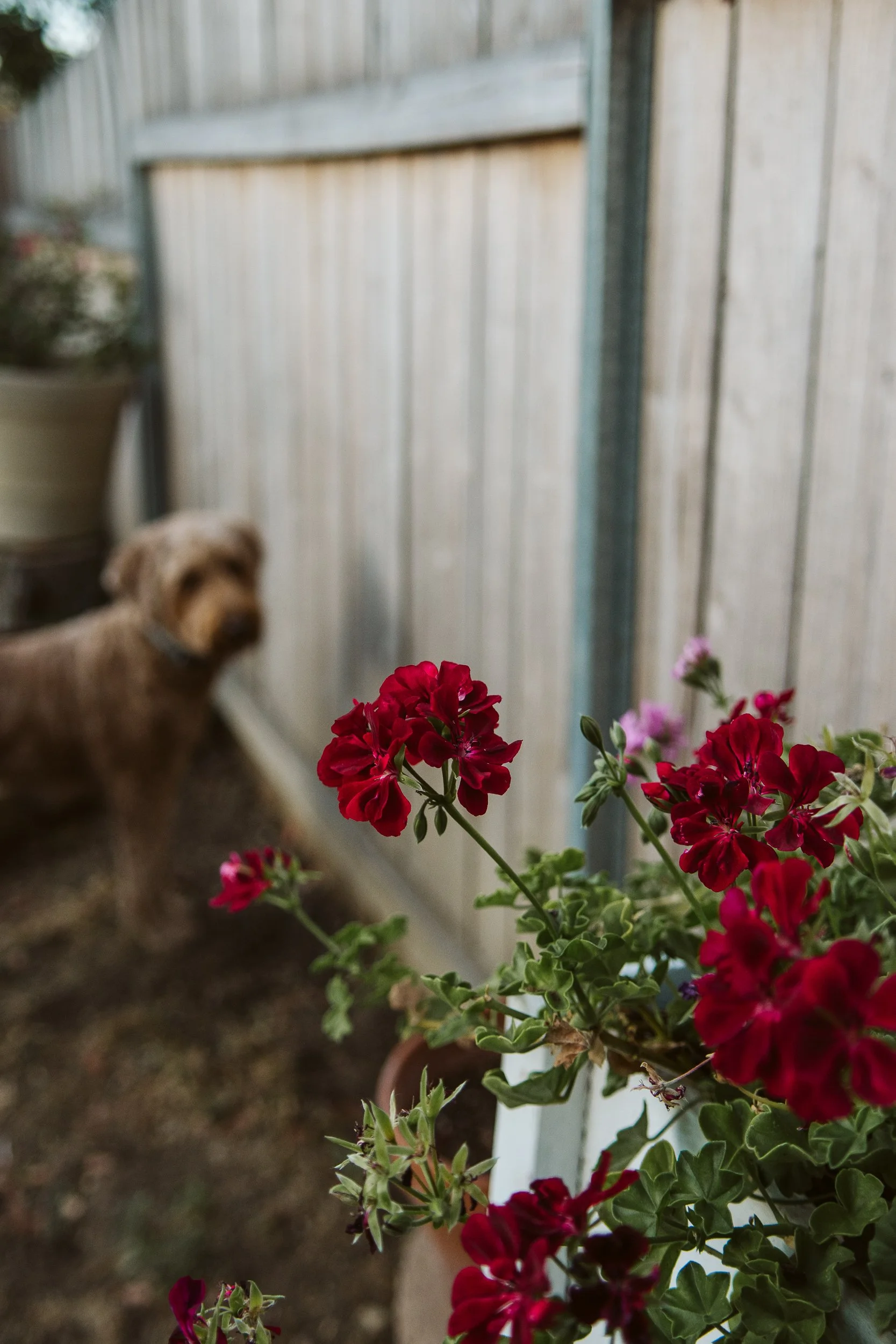 Ashlee Gadd Photography | San Diego Family Photos-7.jpg