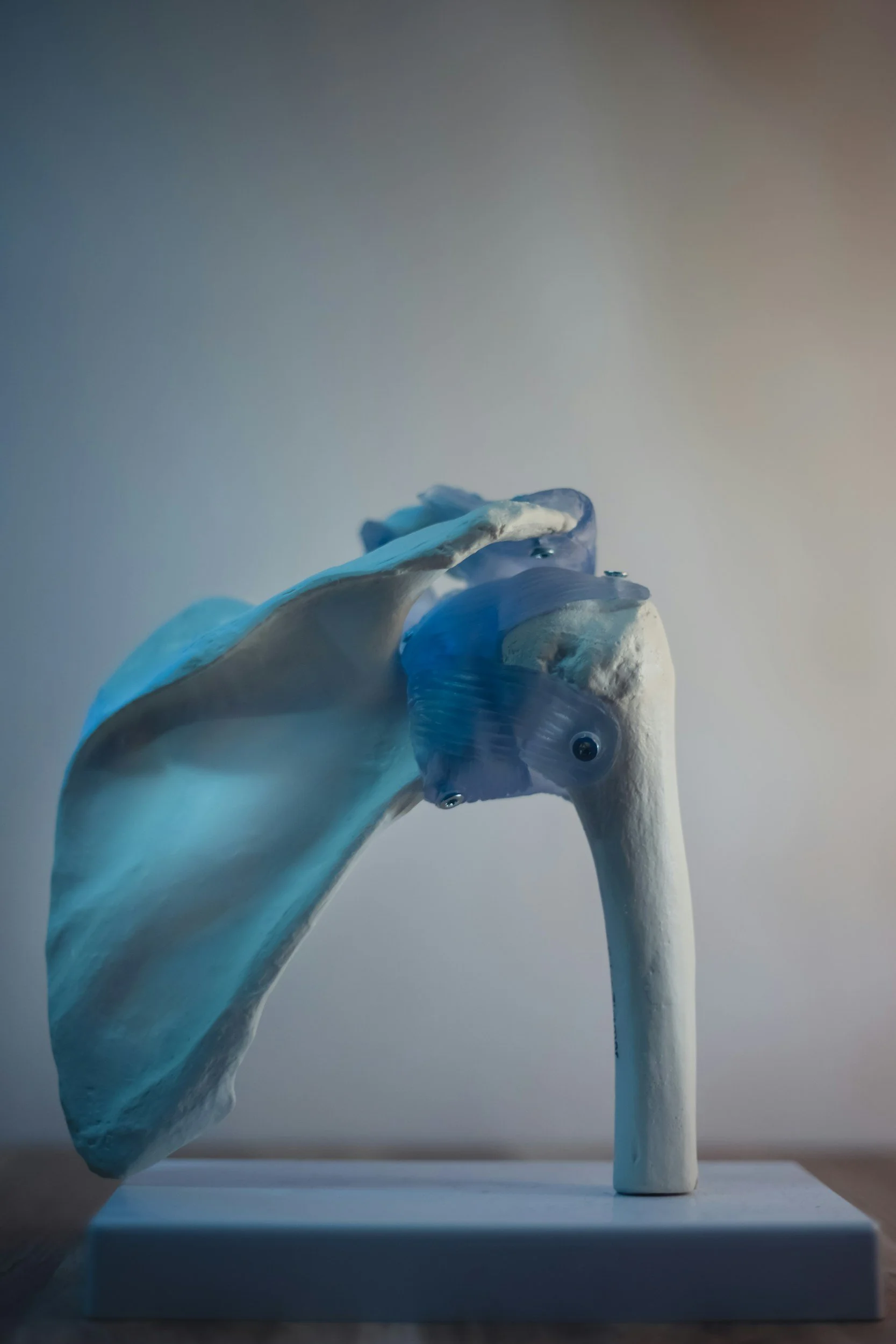 the bone structure of a human shoulder