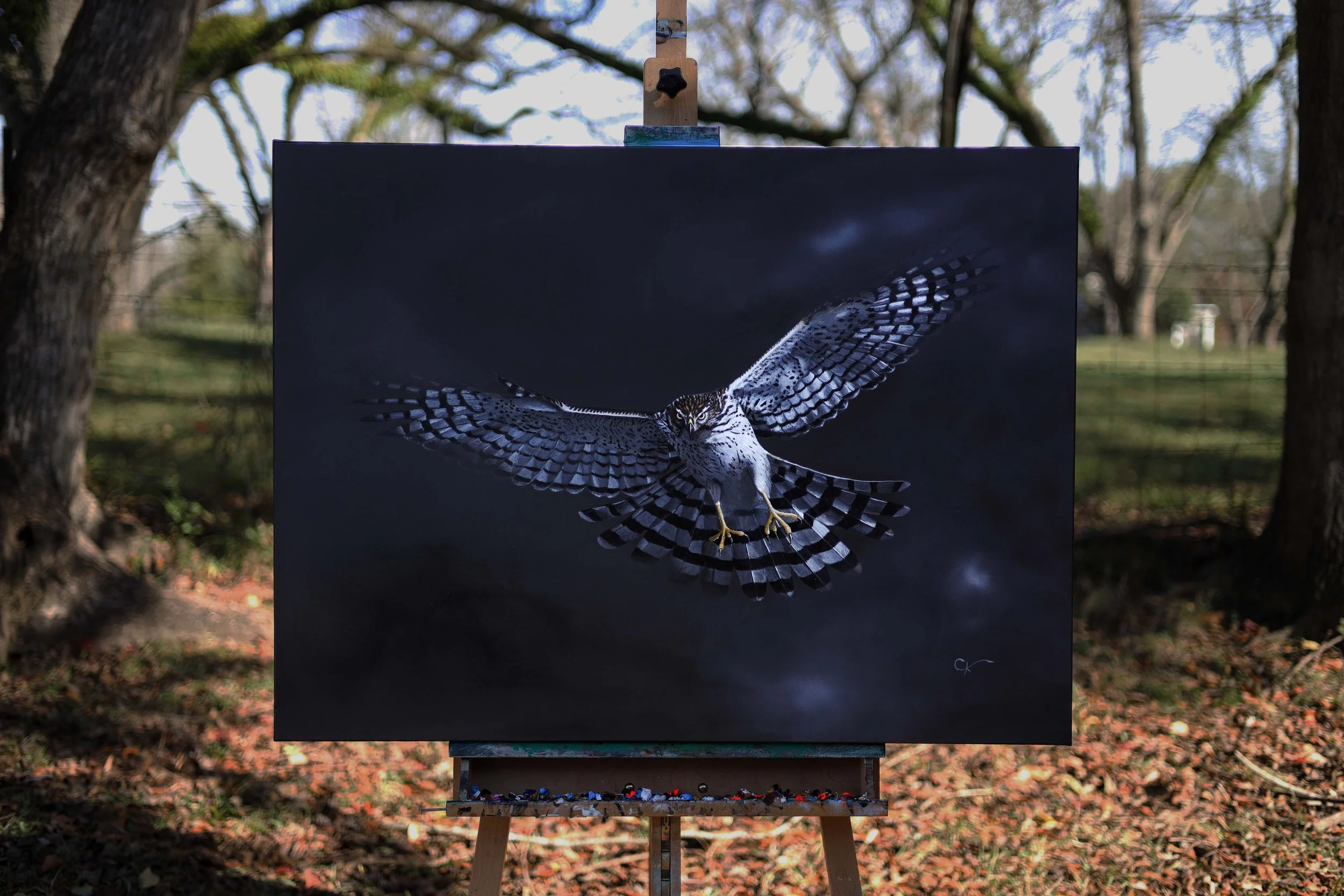 Coopers Hawk 2.jpg