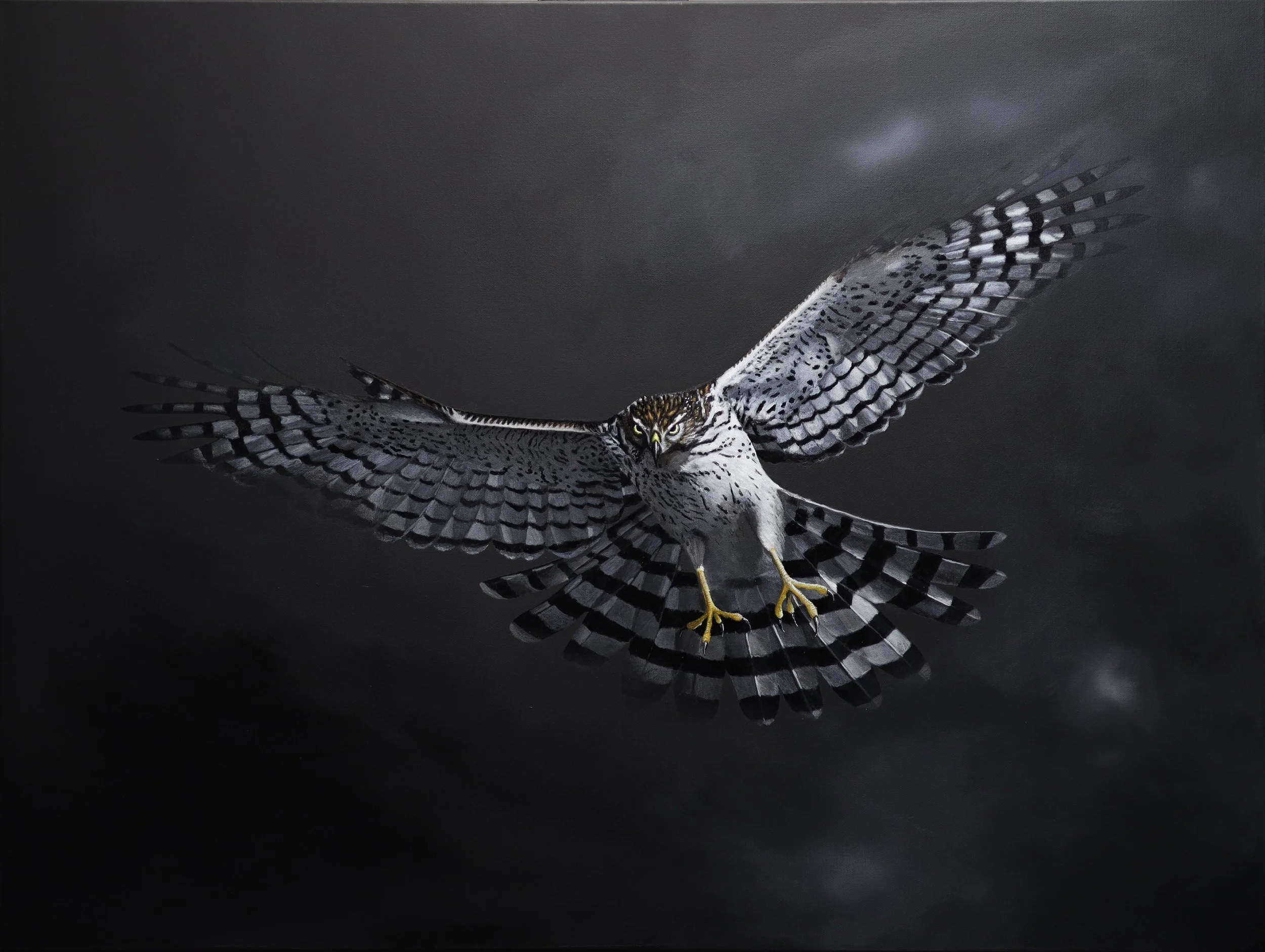 Coopers Hawk Print Image .jpg