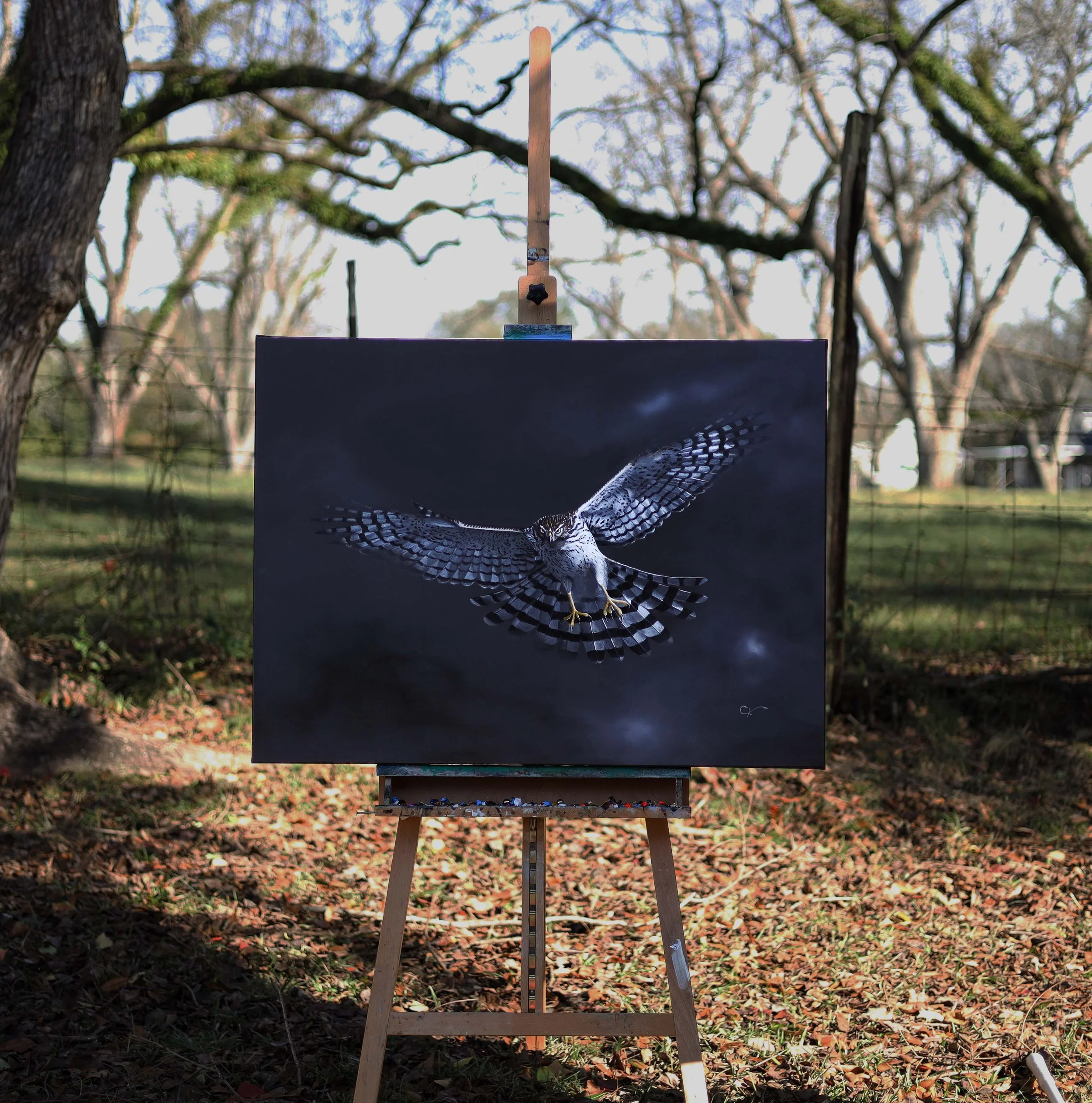 Coopers Hawk 1.jpg