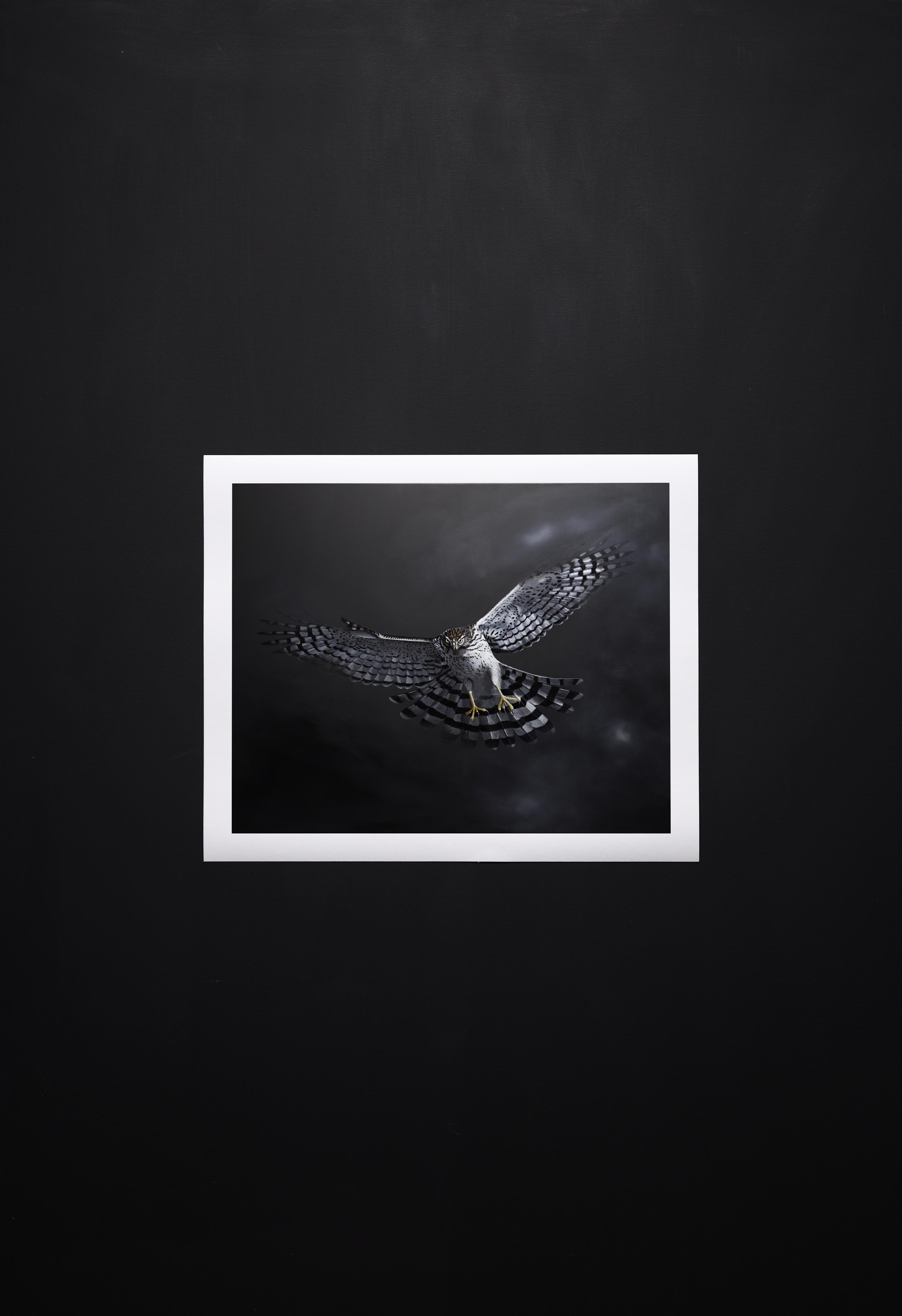 Coopers Hawk print thumbnail.jpg