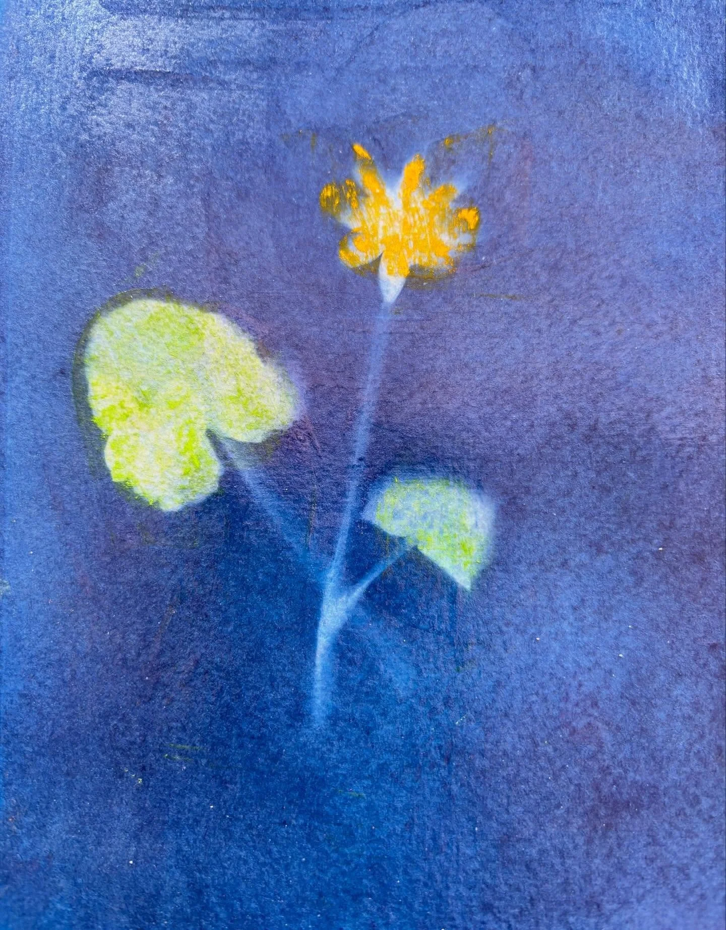 Day 41 of the #dothe100dayproject2026 

Playing with the Cyanotype prints. Sealed with gloss medium which fixed the colour and made the blue deeper.

#cyanotype
#addingcolour 
#irishartist