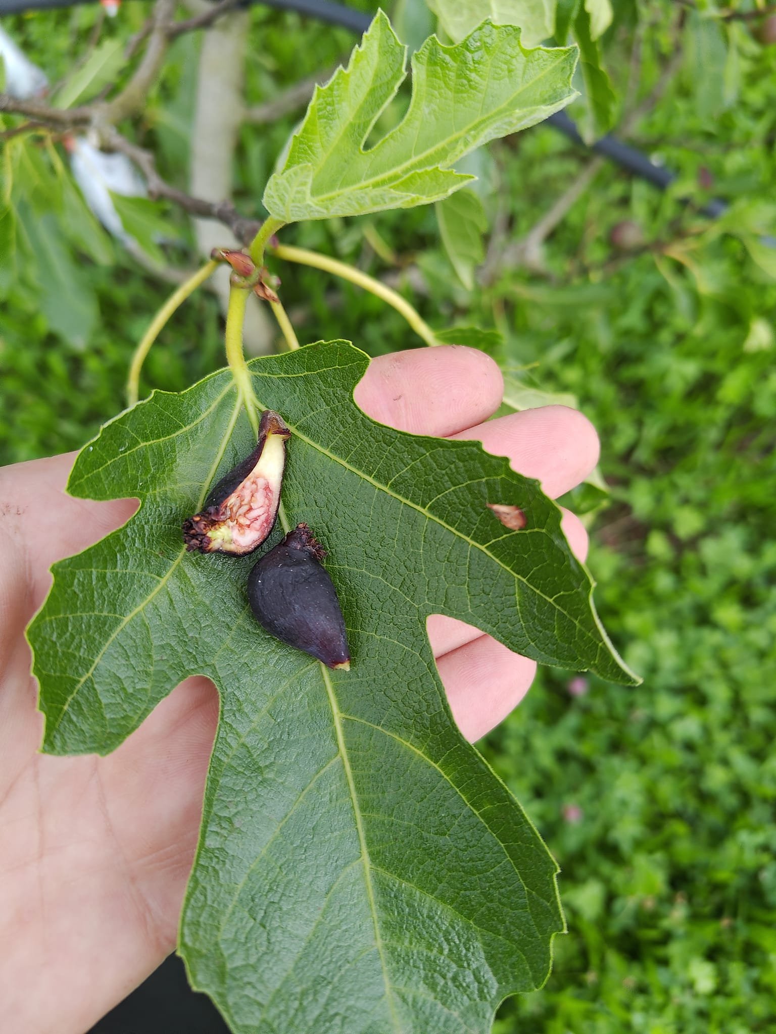 Tropical Berry 2.jpg