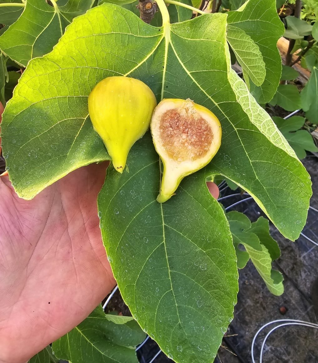 Unknown Palla die Neve FL Steckholz