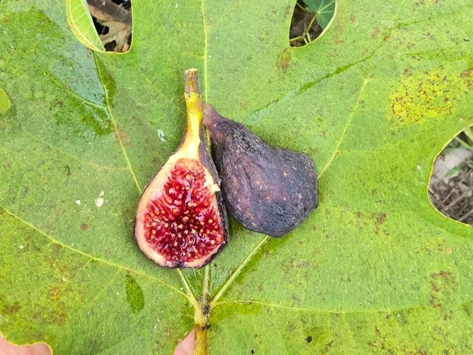 Blaue kleine Durmersheimer Steckholz