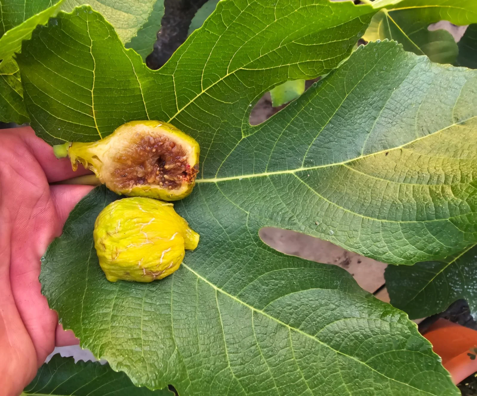 Lanzarote Gartenoase Köln Steckholz