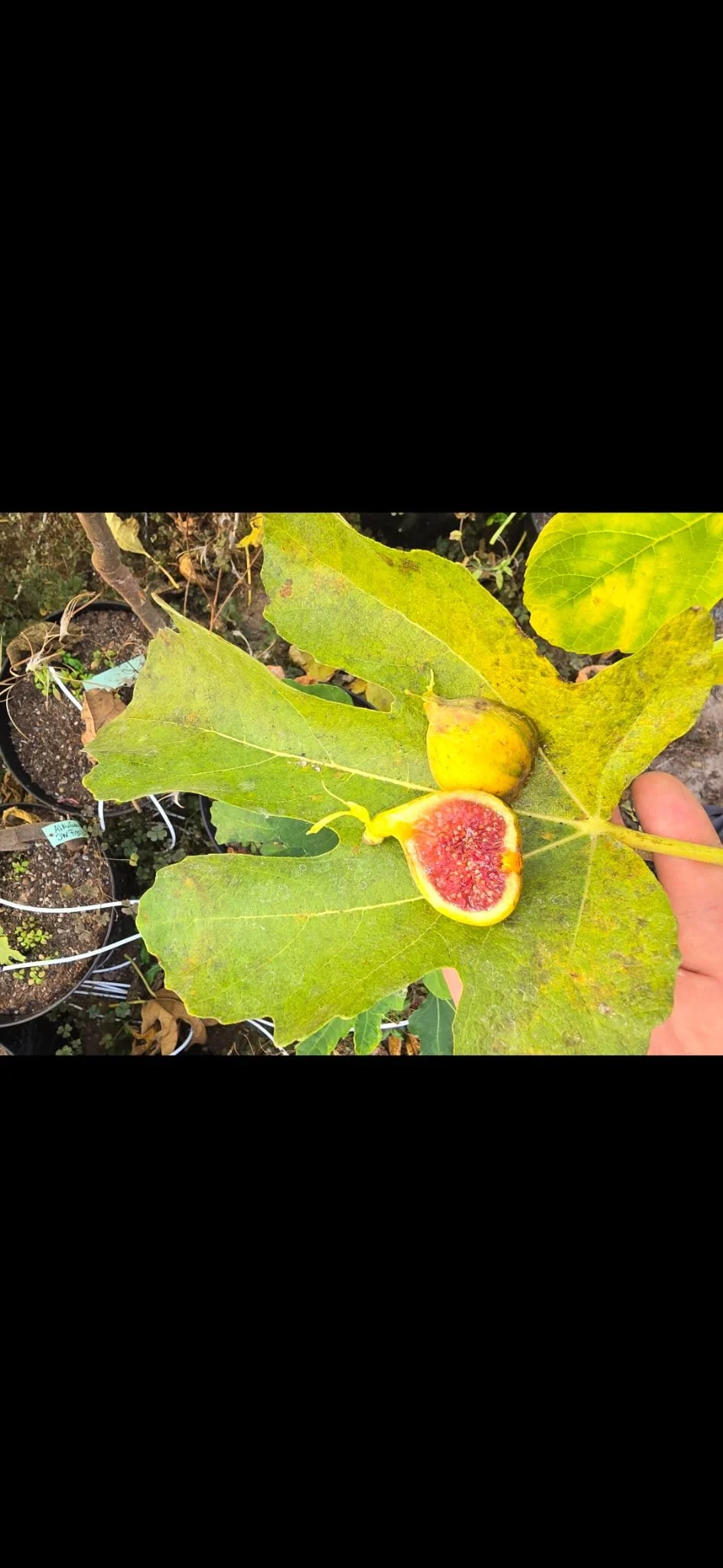 Chilena Rimada JW Figs Steckholz