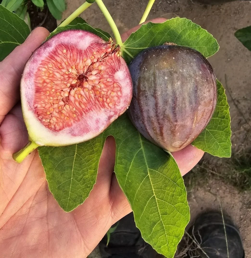 Schwarze Riesenfeige Steckholz