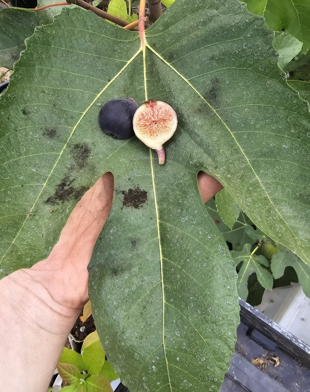 Negrette de Porquerolles Steckholz