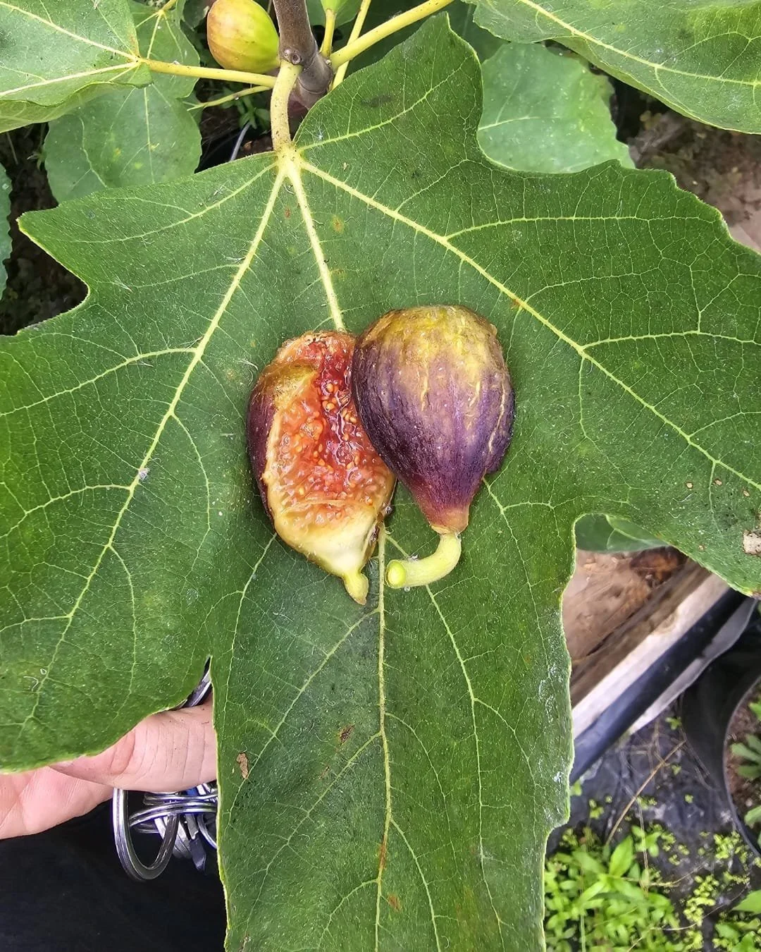 Sao Joao Preto JW Figs Steckholz