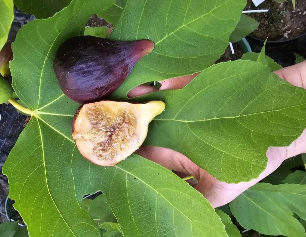 Unknown Scorpion FL Steckholz