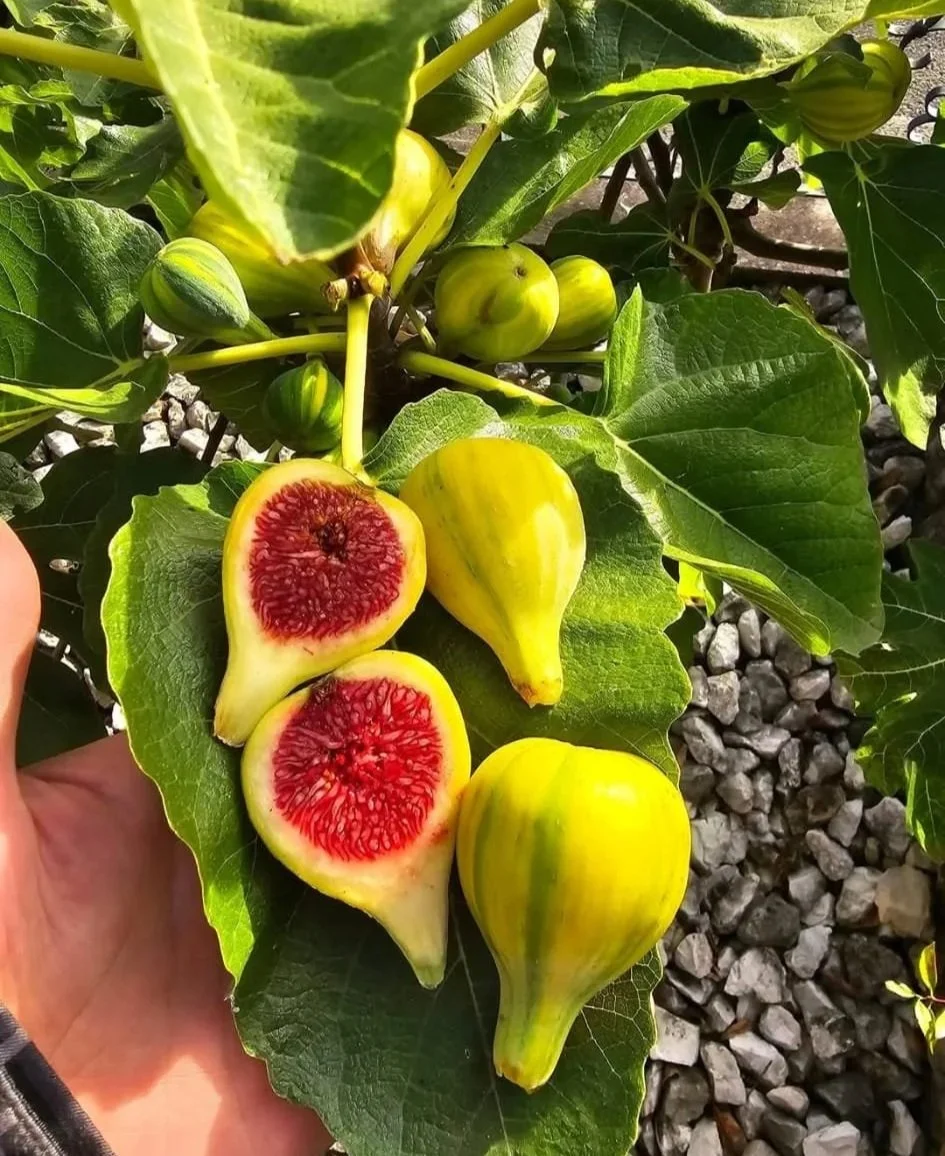 Col de dame Rimada Steckholz
