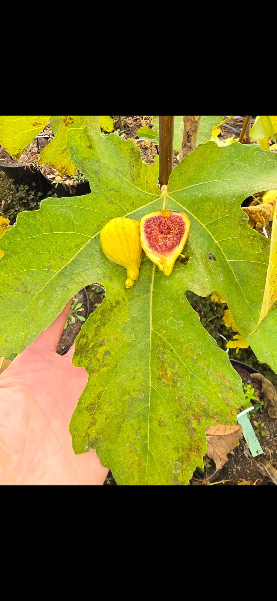 Albufada Rimada JW Figs Steckholz