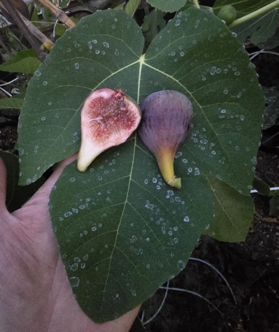 Improved Celeste Steckholz