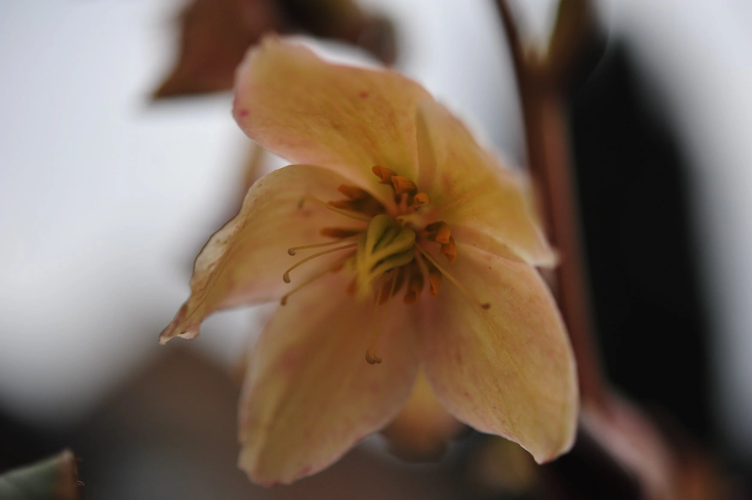 DSC_7102.JPG