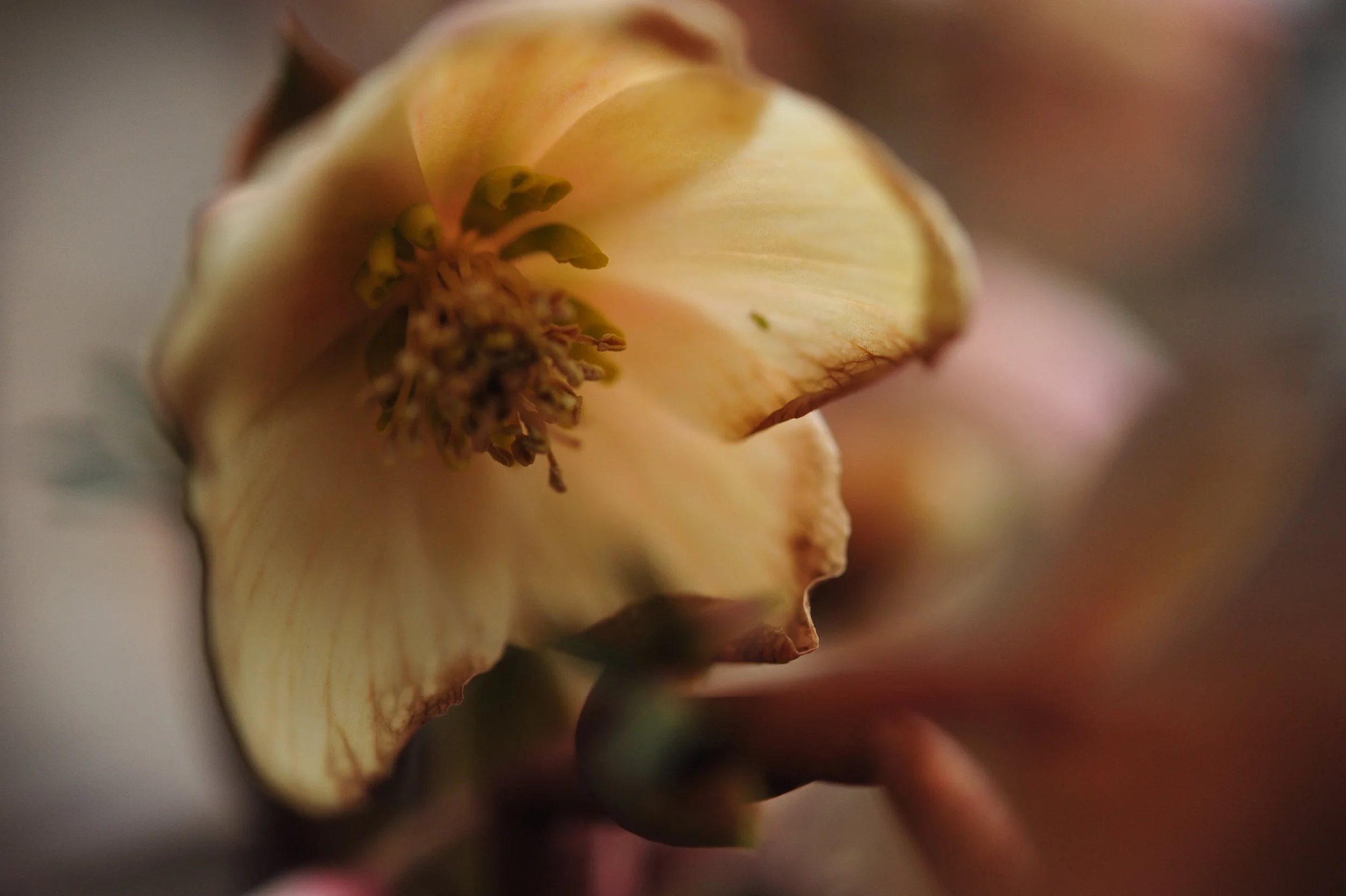 DSC_7107.JPG