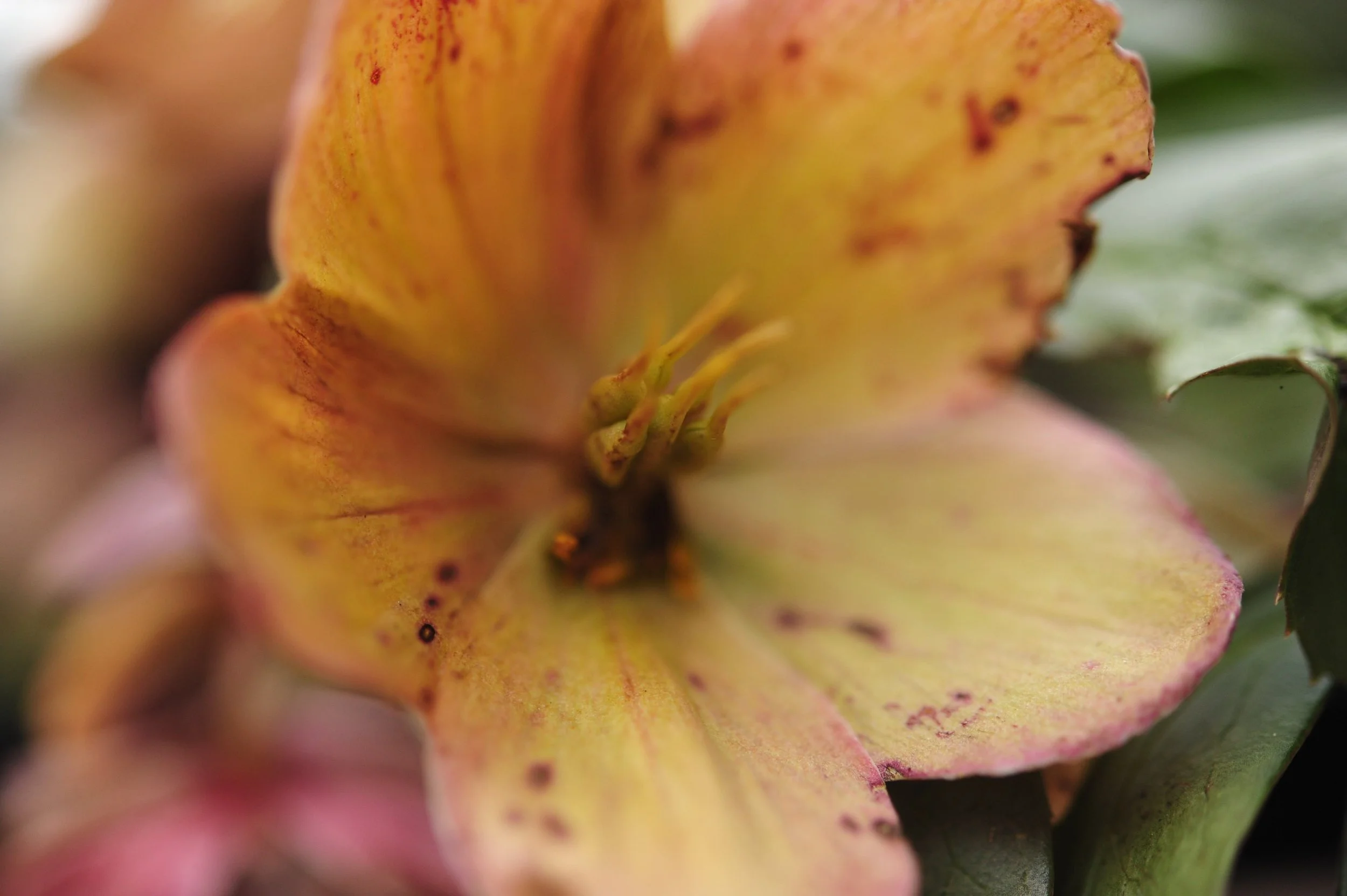 DSC_7105.JPG