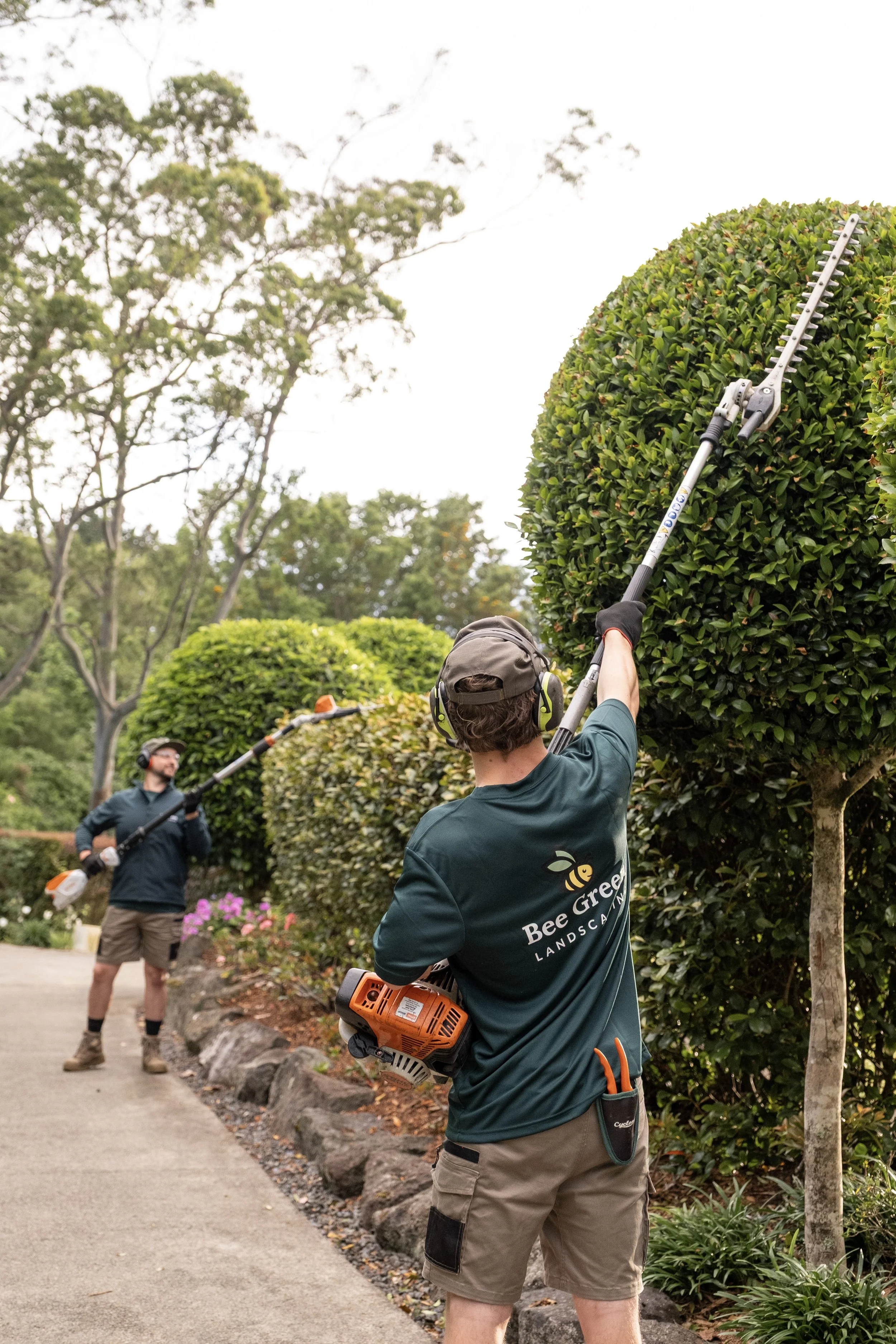 trimming hedge, trimming, trim, cutting,