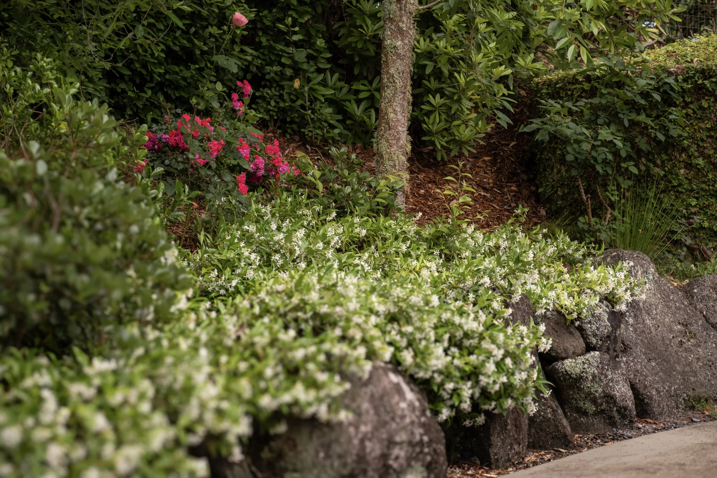 Man gardening with rubber mallet, surrounded by purple plants and a green background. Planting a new hedge. staked new hedge.